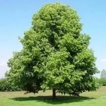 Лот: 9598548. Фото: 1. Липа крупнолистная (Tilia platyphyllos... Декоративные кустарники и деревья