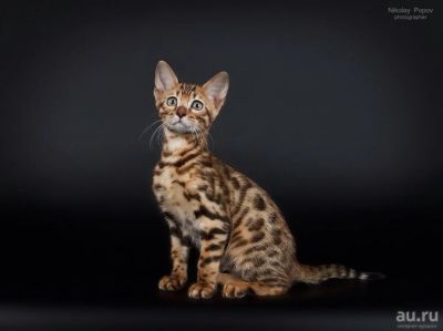 Лот: 8937871. Фото: 1. Продам кошечку (котенка ) бенгальской... Кошки, котята