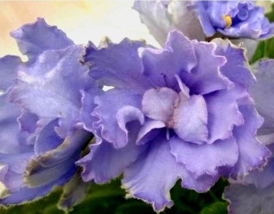 Лот: 3640470. Фото: 1. Сортовая фиалка ЕК-Голубая Лагуна. Горшечные растения и комнатные цветы