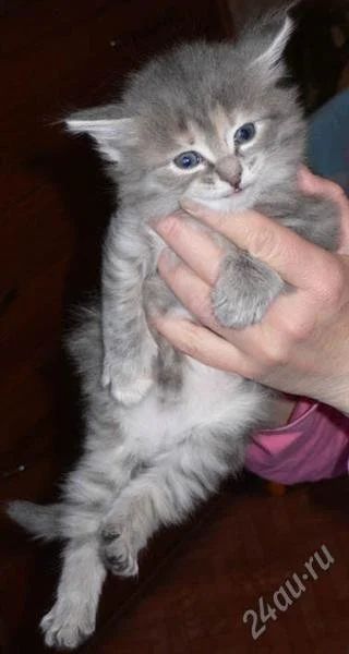 Лот: 1592889. Фото: 1. Месячная кошечка. Кошки, котята