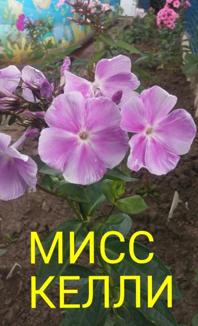 Лот: 11905034. Фото: 1. флокс "мисс келли". Садовые цветы