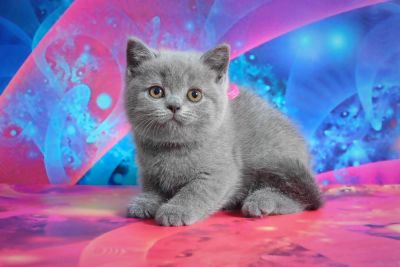 Лот: 7022619. Фото: 1. Котенок британская девочка. Кошки, котята