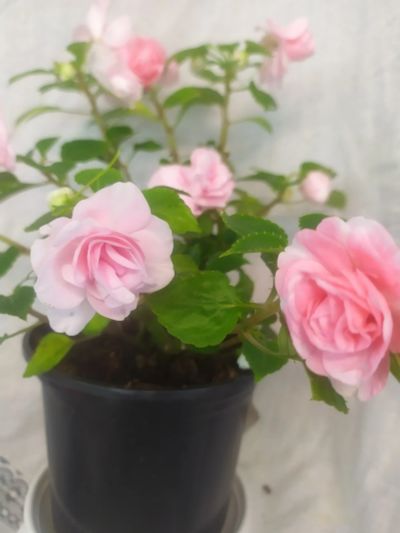 Лот: 16620552. Фото: 1. Бальзамин махровый Pink Ruffles. Горшечные растения и комнатные цветы