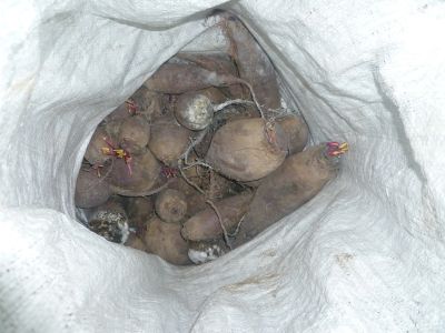 Лот: 14454013. Фото: 1. Свекла старого урожая. Овощи, фрукты, зелень