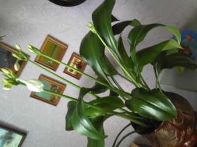 Лот: 4394397. Фото: 1. Эухарис (амазонская лилия) - продаётся... Горшечные растения и комнатные цветы