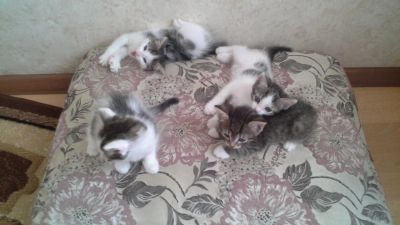Лот: 5976829. Фото: 1. Отдам красивых умных котят. Кошки, котята