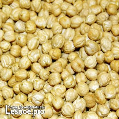 Лот: 9071404. Фото: 1. Нут/Турецкий горох из Индии, 1... Крупы, сыпучие продукты