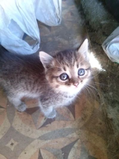 Лот: 4280604. Фото: 1. котята серебристые голубые, черные. Кошки, котята