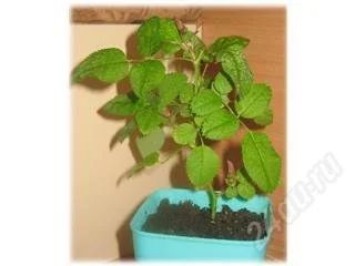 Лот: 79534. Фото: 1. комнатная роза. Горшечные растения и комнатные цветы