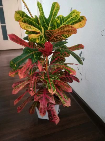 Лот: 12029450. Фото: 1. Кротон. Горшечные растения и комнатные цветы