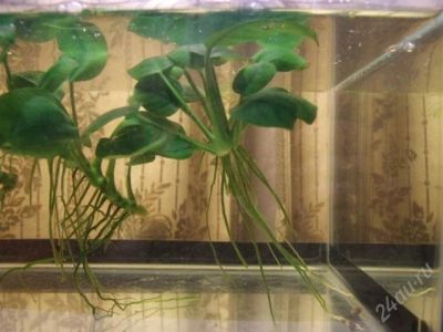 Лот: 901636. Фото: 1. анубиас_3. Водные растения