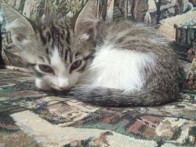 Лот: 6923563. Фото: 1. Очаровательный парнишка. Кошки, котята