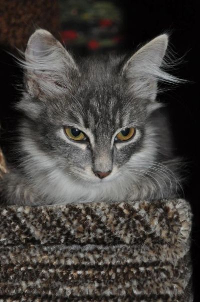 Лот: 6098507. Фото: 1. кому чудо?). Кошки, котята