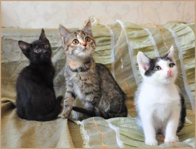 Лот: 11139163. Фото: 1. Котята на любой вкус от1.5 до... Кошки, котята