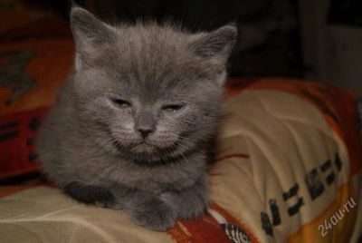 Лот: 917254. Фото: 1. Скотиш страйт(Цена снижена). Остальные животные