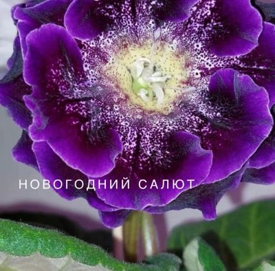 Лот: 20232963. Фото: 1. Глоксиния клубень Новогодний салют. Горшечные растения и комнатные цветы