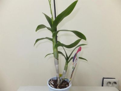 Лот: 3386655. Фото: 1. Орхидея дендробиум-фаленопсис. Горшечные растения и комнатные цветы