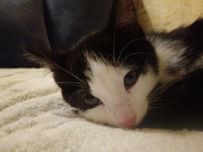 Лот: 10825554. Фото: 1. Котёнок от кошки крыселовки. Кошки, котята