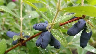 Лот: 10218208. Фото: 1. куплю ДИКУЮ (лесную) жимолость... Ягоды, орехи