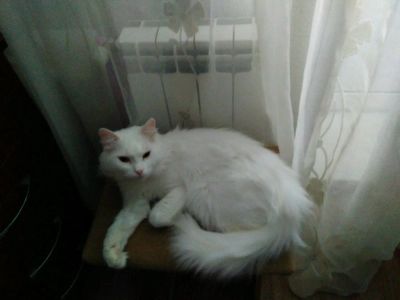 Лот: 11089506. Фото: 1. Кот. Турецкая ангора . Домики, переноски, клетки, когтеточки