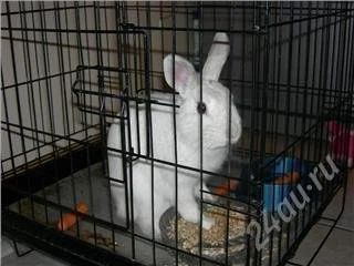 Лот: 62840. Фото: 1. Домашний симпатичный кролик. Остальные животные