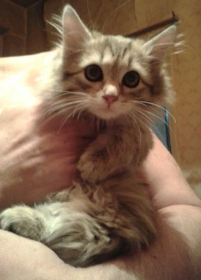Лот: 8379580. Фото: 1. Пристраиваем котят. Кошки, котята