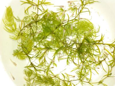 Лот: 5265573. Фото: 1. Водоросли роголистника и наяс. Водные растения