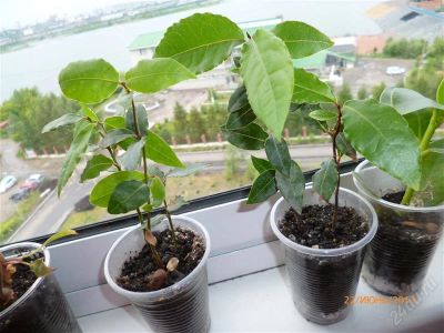 Лот: 2952561. Фото: 1. Лаврушечки. Горшечные растения и комнатные цветы