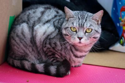 Лот: 7600617. Фото: 1. Британская кошка бесплатно. Кошки, котята