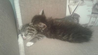 Лот: 13146806. Фото: 1. Отдам котят. Кошки, котята
