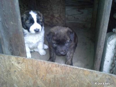 Лот: 4460987. Фото: 1. продам щенков сторожевой собаки... Собаки, щенки