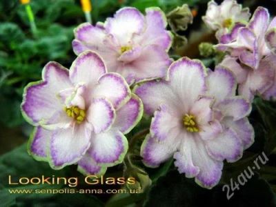 Лот: 1351238. Фото: 1. лист фиалки Looking Glass. Горшечные растения и комнатные цветы