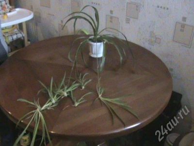 Лот: 33229. Фото: 1. природный очиститель воздуха в... Красноярск