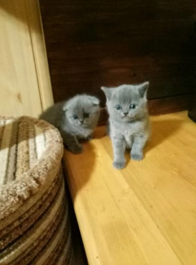 Лот: 8839488. Фото: 1. Британец. Кошки, котята