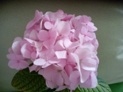 Лот: 10051364. Фото: 1. Гортензия. Молодой куст. Горшечные растения и комнатные цветы