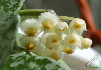 Лот: 10410490. Фото: 1. Хойя лакуноза, эскимо / Hoya lacunosa... Горшечные растения и комнатные цветы