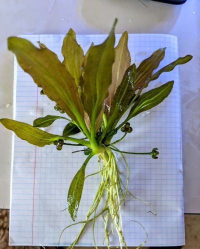 Лот: 19151205. Фото: 1. Эхинодорус Иоанна Echinodorus... Водные растения