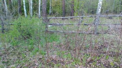 Лот: 9707021. Фото: 1. Участок на Рябинино. Земельные участки