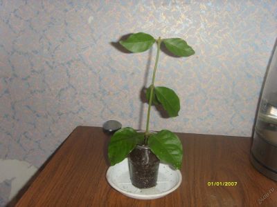 Лот: 5604522. Фото: 1. Жасмин 2 подрос. Горшечные растения и комнатные цветы
