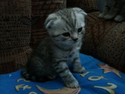 Лот: 12848515. Фото: 1. Британцы. Кошки, котята