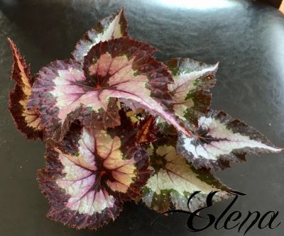 Лот: 10007585. Фото: 1. Бегония Begonia rex 'Sals`Comet. Горшечные растения и комнатные цветы