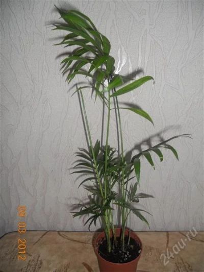 Лот: 1637956. Фото: 1. Хамедорея. Горшечные растения и комнатные цветы