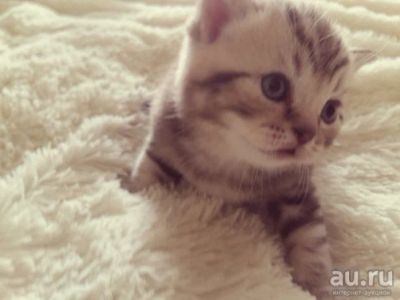 Лот: 8014412. Фото: 1. Британский котик мраморный (вискас... Кошки, котята