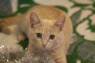 Лот: 2396122. Фото: 1. отдам котенка!!!. Кошки, котята