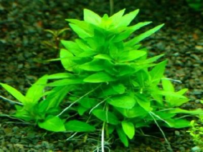 Лот: 6972689. Фото: 1. Стаурогин (Staurogyne repens). Водные растения