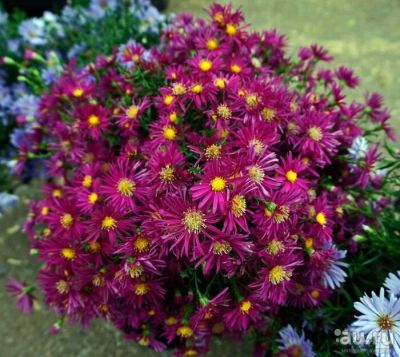 Лот: 16034445. Фото: 1. Астра красная новобельгийская... Садовые цветы