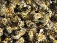 Лот: 4124468. Фото: 1. Подмор 1 л 225р! Со своей пасеки. Мёд, продукты пчеловодства