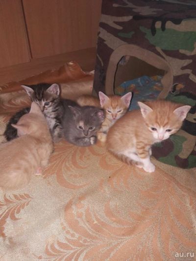 Лот: 14942414. Фото: 1. Кошки. Кошки, котята