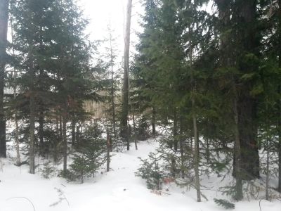 Лот: 5220113. Фото: 1. Дача на Мане. Земельные участки