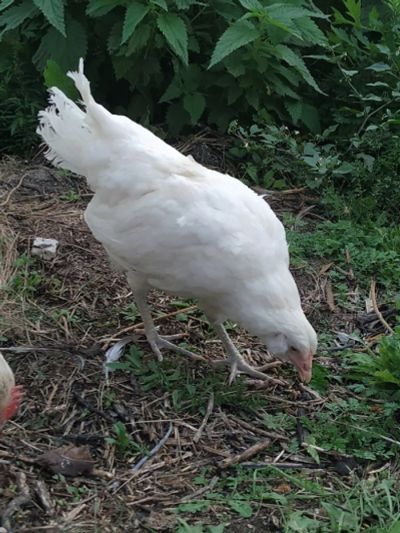 Лот: 16493175. Фото: 1. Курица амераукана белая серая... Птицы